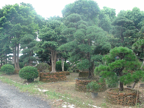 樹苗展示