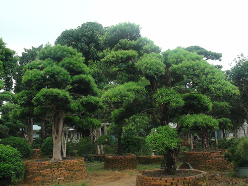 樹(shù)苗展示