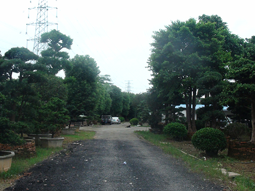 樹苗展示